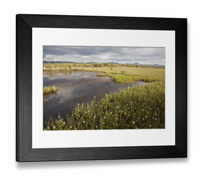Framed Print : Bogbean  /  Buckbean (Menyanthes trifoliata) flowering in pool system. Insh Marshes