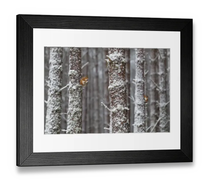 Framed Print : Two Red Squirrels (Sciurus vulgaris) in snowy pine forest. Glenfeshie, Scotland, January Framed Print : Two Red Squirrels (Sciurus vulgaris) in snowy pine forest. Glenfeshie, Scotland, January