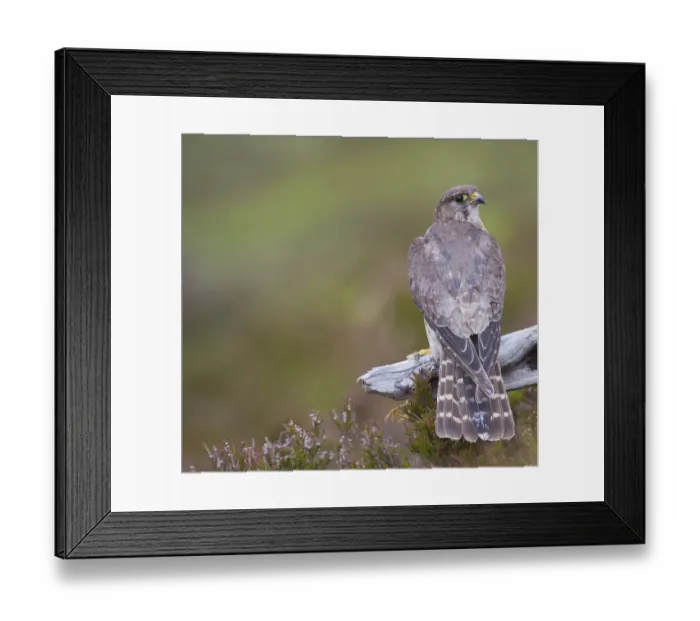 Framed Print : Merlin (Falco columbarius) female on perch with Meadow Pipit chick prey, legs just visible Framed Print : Merlin (Falco columbarius) female on perch with Meadow Pipit chick prey, legs just visible