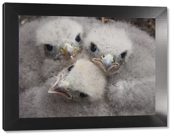 Merlin (Falco columbarius) chicks at nest site. Sutherland, Scotland, June