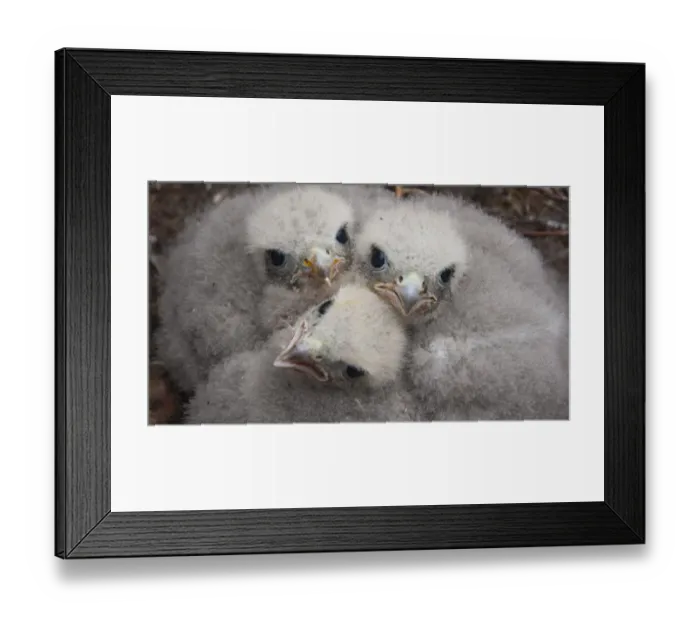 Framed Print : Merlin (Falco columbarius) chicks at nest site. Sutherland, Scotland, June