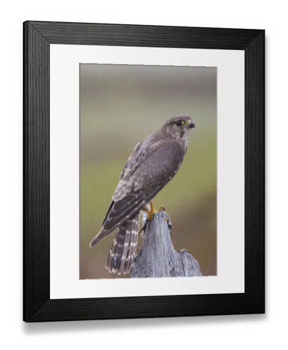Framed Print : Merlin (Falco columbarius) female on perch with Meadow Pipit chick prey for its offspring Framed Print : Merlin (Falco columbarius) female on perch with Meadow Pipit chick prey for its offspring