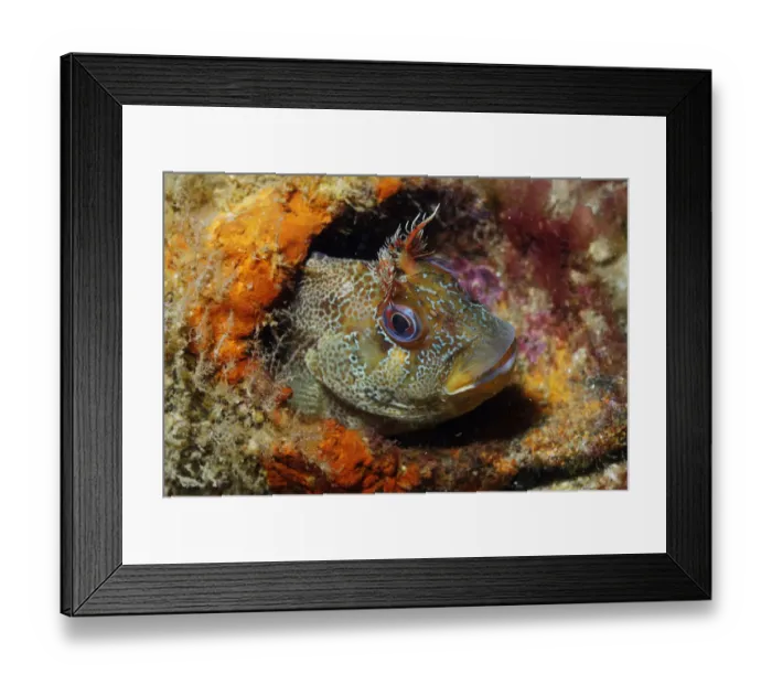 Framed Print : Tompot blenny (Parablennius gattorugine), Swanage, Dorset, England, UK, May Framed Print : Tompot blenny (Parablennius gattorugine), Swanage, Dorset, England, UK, May