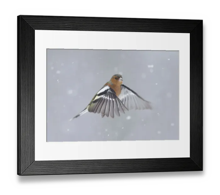 Framed Print : RF- Chaffinch (Fringilla coelebs) male in flight in snow. Glenfeshie, Scotland, February Framed Print : RF- Chaffinch (Fringilla coelebs) male in flight in snow. Glenfeshie, Scotland, February