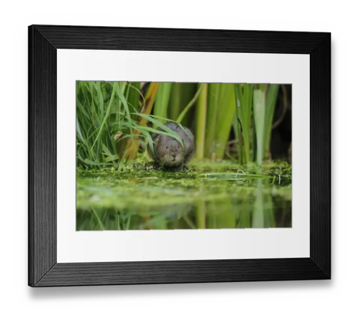 Framed Print : Water Vole (Arvicola amphibius / terrestris) foraging by water. Kent, UK, August Framed Print : Water Vole (Arvicola amphibius / terrestris) foraging by water. Kent, UK, August