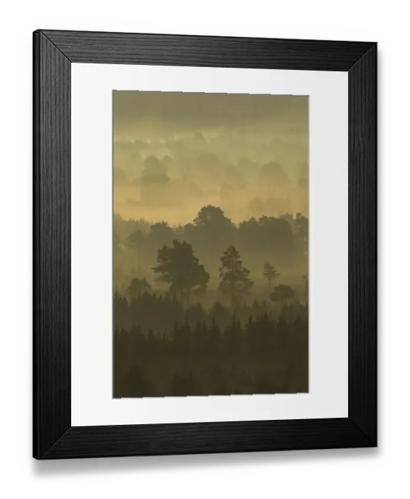 Framed Print : Pine forest on misty autumn morning, Rothiemurchus Forest, Cairngorms National Park Framed Print : Pine forest on misty autumn morning, Rothiemurchus Forest, Cairngorms National Park