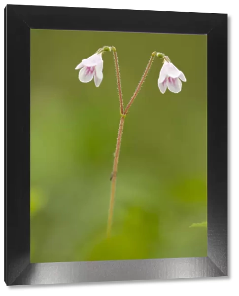 Twinflower (Linnaea borealis) in flower in pine woodland, Abernethy National Nature Reserve