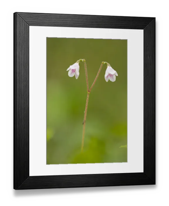Framed Print : Twinflower (Linnaea borealis) in flower in pine woodland, Abernethy National Nature Reserve Framed Print : Twinflower (Linnaea borealis) in flower in pine woodland, Abernethy National Nature Reserve