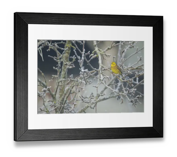 Framed Print : Yellowhammer (Emberiza citrinella) male perched in frost, Scotland, UK, December