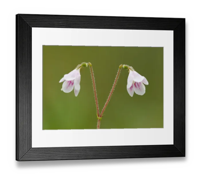 Framed Print : Twinflower (Linnaea borealis) in flower in pine woodland, Abernethy National Nature Reserve Framed Print : Twinflower (Linnaea borealis) in flower in pine woodland, Abernethy National Nature Reserve