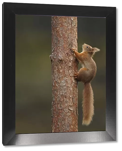 Red squirrel (Sciurus vulgaris) climbing a Pine (Pinus) trunk, Highlands, Scotland