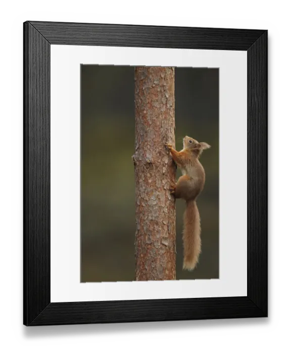 Framed Print : Red squirrel (Sciurus vulgaris) climbing a Pine (Pinus) trunk, Highlands, Scotland Framed Print : Red squirrel (Sciurus vulgaris) climbing a Pine (Pinus) trunk, Highlands, Scotland