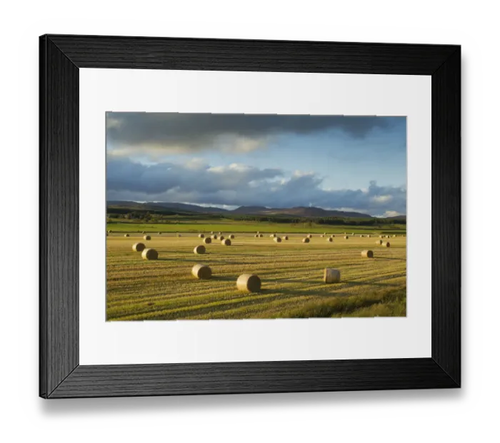Framed Print : Barley straw bales in field after harvest, Inverness-shire, Scotland, UK, October Framed Print : Barley straw bales in field after harvest, Inverness-shire, Scotland, UK, October