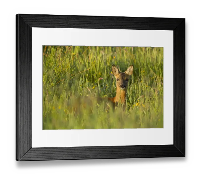 Framed Print : Roe deer (Capreolus capreolus) young doe in summer meadow, Scotland, UK