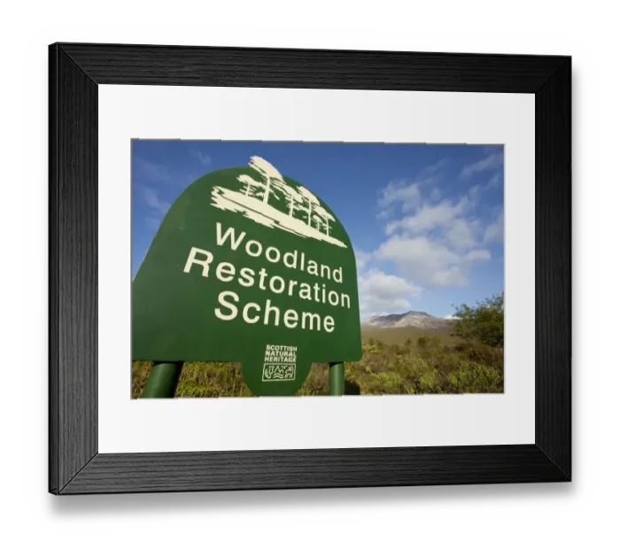 Framed Print : Woodland restoration scheme, sign and view of habitat with Beinn Eighe in background Framed Print : Woodland restoration scheme, sign and view of habitat with Beinn Eighe in background