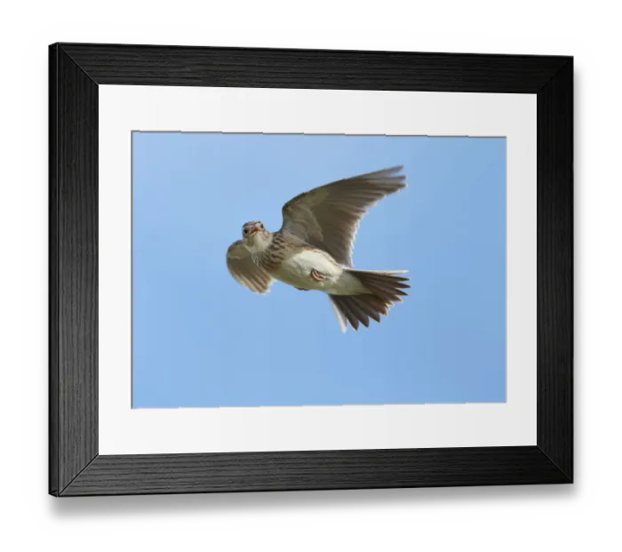 Framed Print : Male Skylark (Alauda arvensis) in flight, singing, Denmark Farm, Lampeter, Ceredigion Framed Print : Male Skylark (Alauda arvensis) in flight, singing, Denmark Farm, Lampeter, Ceredigion