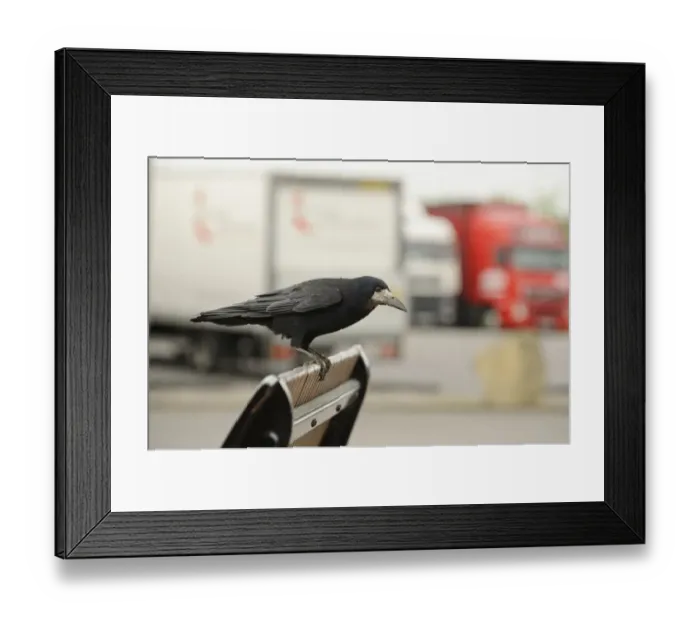 Framed Print : Rook (Corvus frugilegus) perched in motorway service area, Midlands, England, UK, April Framed Print : Rook (Corvus frugilegus) perched in motorway service area, Midlands, England, UK, April