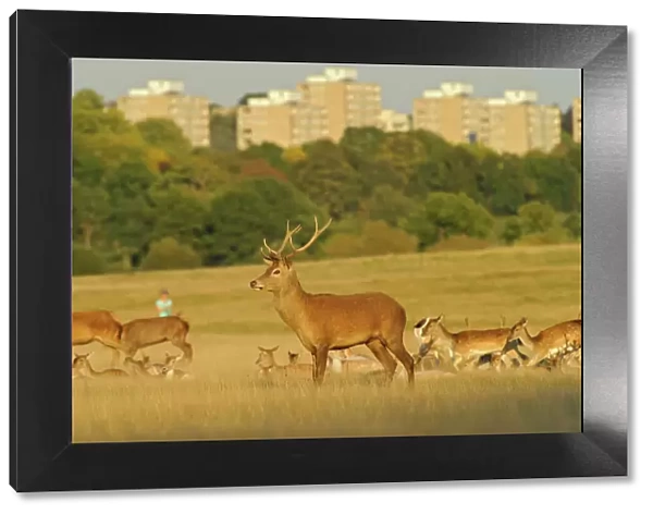 Red deer (Cervus elaphus) in Richmond Park with Roehampton Flats in background, London