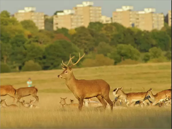 Red deer (Cervus elaphus) in Richmond Park with Roehampton Flats in background, London