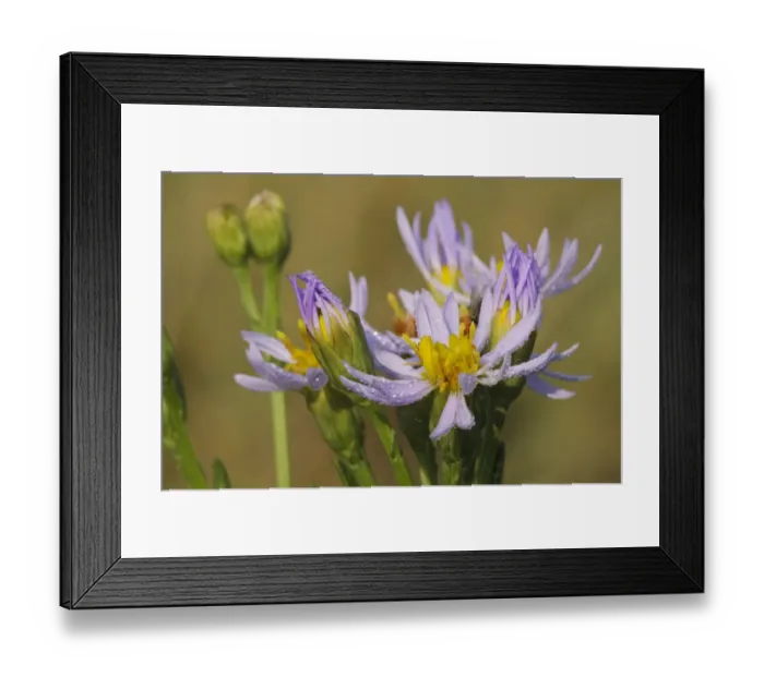 Framed Print : Sea aster (Tripolium pannonicum) in flower, Abbotts Hall Farm, Essex, England, UK, September Framed Print : Sea aster (Tripolium pannonicum) in flower, Abbotts Hall Farm, Essex, England, UK, September
