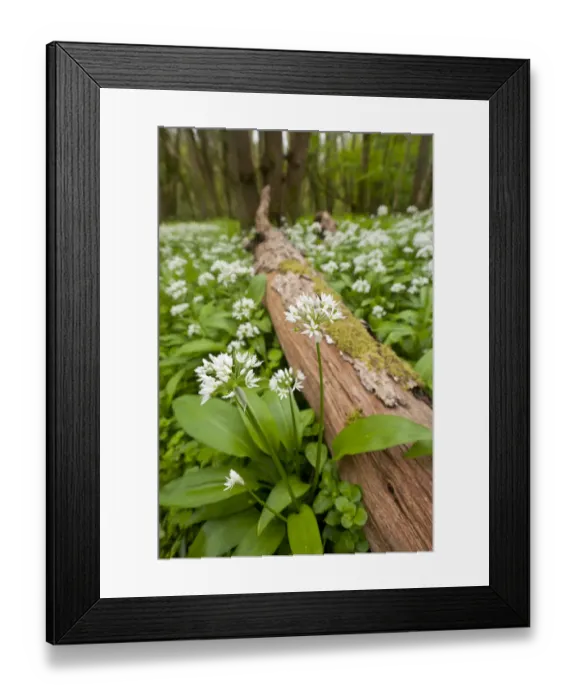 Framed Print : Wild garlic / Ramsons (Allium ursinum) flowering in woodland, Cornwall, England, UK, May Framed Print : Wild garlic / Ramsons (Allium ursinum) flowering in woodland, Cornwall, England, UK, May