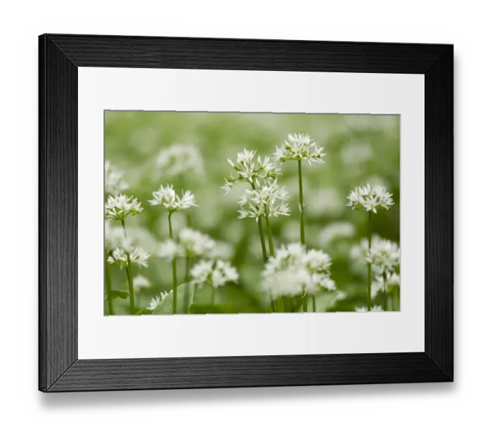 Framed Print : Wild garlic  /  Ramsons (Allium ursinum) flowering in woodland, Cornwall, England, UK, May