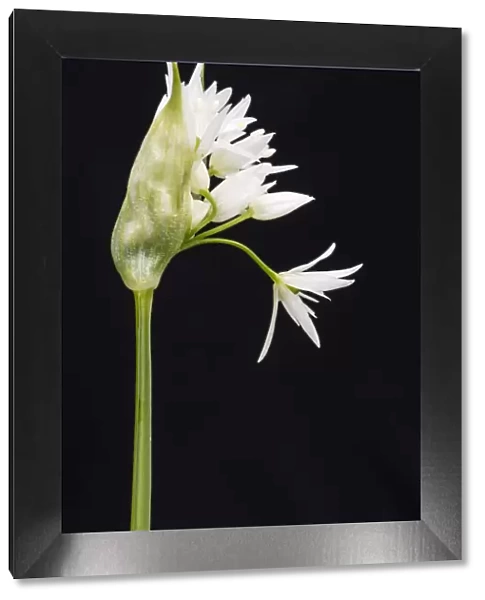 Wild garlic  /  Ramsons (Allium ursinum) in flower, controlled conditions, Cornwall