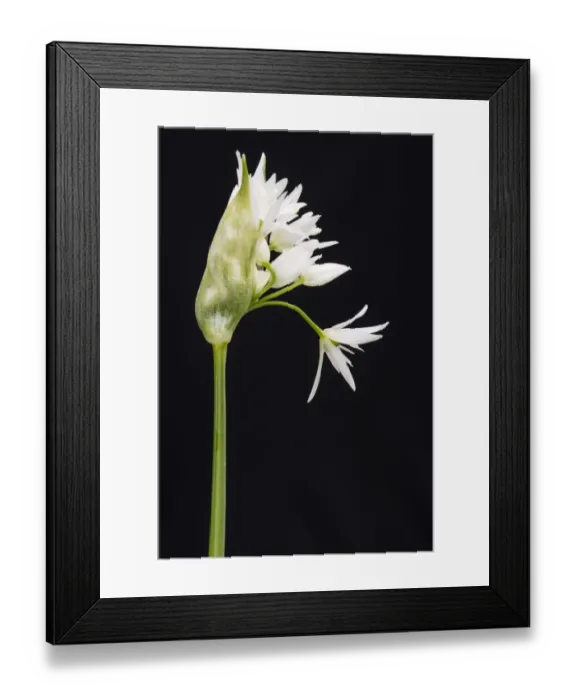 Framed Print : Wild garlic / Ramsons (Allium ursinum) in flower, controlled conditions, Cornwall Framed Print : Wild garlic / Ramsons (Allium ursinum) in flower, controlled conditions, Cornwall