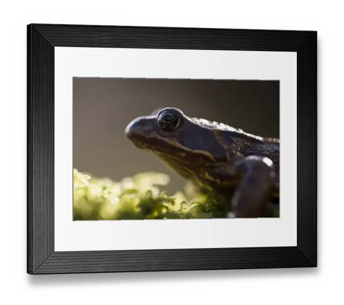 Framed Print : Common frog {Rana temporaria}, backlit portrait, Cornwall, UK. January 2012 Framed Print : Common frog {Rana temporaria}, backlit portrait, Cornwall, UK. January 2012