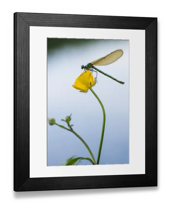 Framed Print : RF- Bannded demoiselle (Calopteryx splendens), resting on buttercup, Lower Tamar Lakes Framed Print : RF- Bannded demoiselle (Calopteryx splendens), resting on buttercup, Lower Tamar Lakes