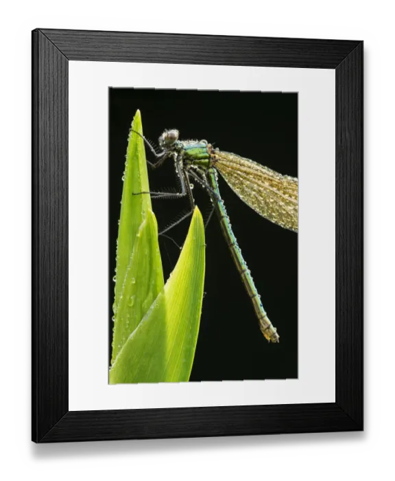 Framed Print : RF- Banded demoiselle (Calopteryx splendens), resting on dew covered reed, Lower Tamar Lakes Framed Print : RF- Banded demoiselle (Calopteryx splendens), resting on dew covered reed, Lower Tamar Lakes