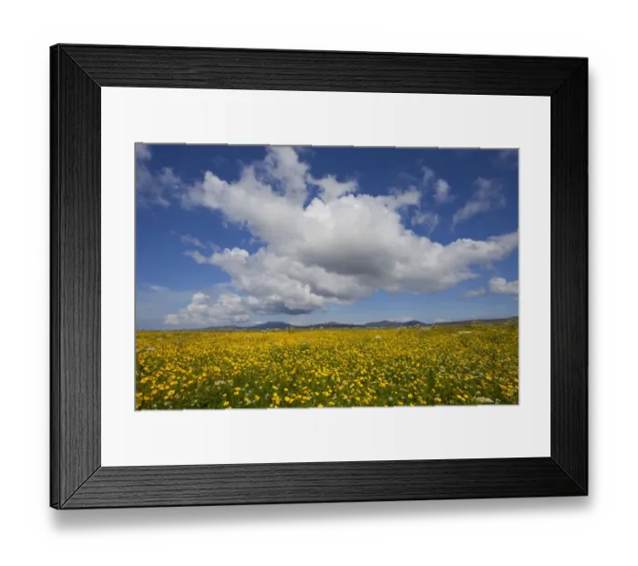 Framed Print : Buttercup (Ranunculus) flowers growing on Machair farmland, South Uist, Outer Hebrides Framed Print : Buttercup (Ranunculus) flowers growing on Machair farmland, South Uist, Outer Hebrides