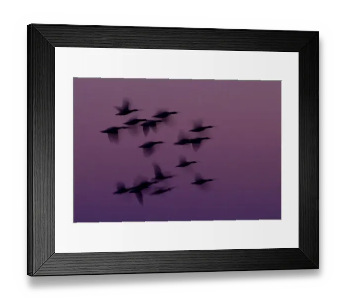 Framed Print : RF- Small group of Pink-footed geese (Anser brachyrhynchus) in flight at dawn, The Wash Estuary Framed Print : RF- Small group of Pink-footed geese (Anser brachyrhynchus) in flight at dawn, The Wash Estuary