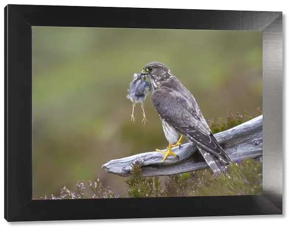Merlin (Falco columbarius) female on perch with Meadow Pipit chick prey for its offspring