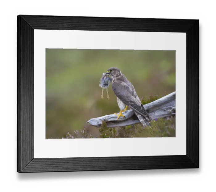 Framed Print : Merlin (Falco columbarius) female on perch with Meadow Pipit chick prey for its offspring Framed Print : Merlin (Falco columbarius) female on perch with Meadow Pipit chick prey for its offspring