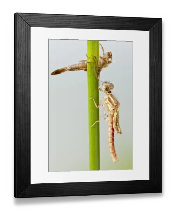 Framed Print : Large red damselfly {Pyrrhosoma nymphula} emerging from nymphal case, Cornwall, UK. April Framed Print : Large red damselfly {Pyrrhosoma nymphula} emerging from nymphal case, Cornwall, UK. April