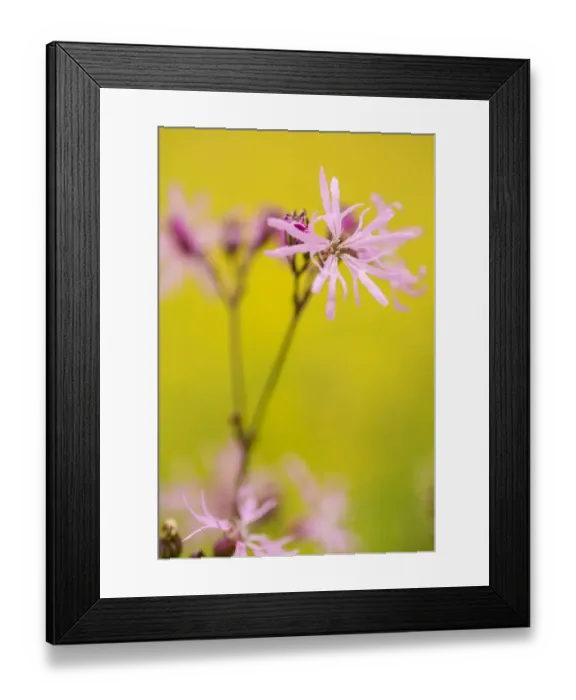 Framed Print : Ragged robin {Silene flos-cuculi} Devon, UK, June Framed Print : Ragged robin {Silene flos-cuculi} Devon, UK, June