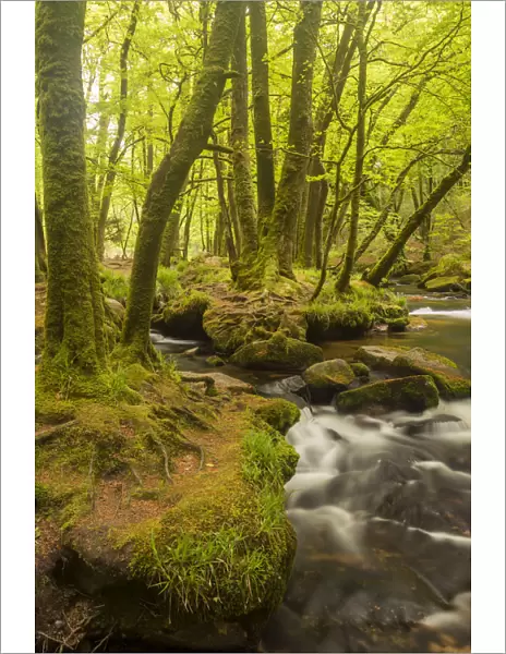 Golitha Falls, River Fowey flowing through wooded valley with moss covered trees