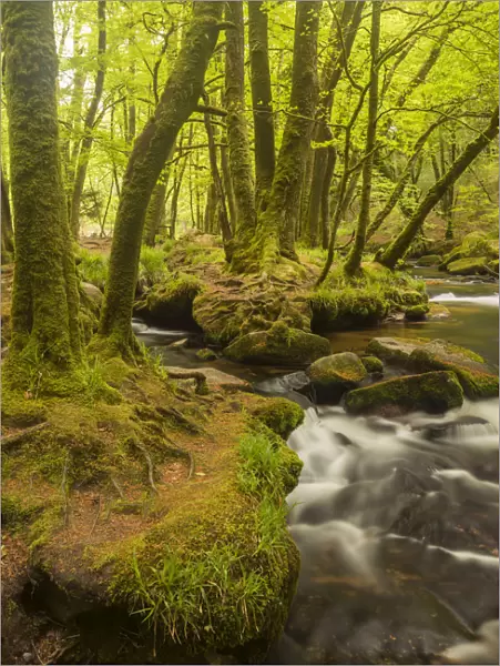 Golitha Falls, River Fowey flowing through wooded valley with moss covered trees