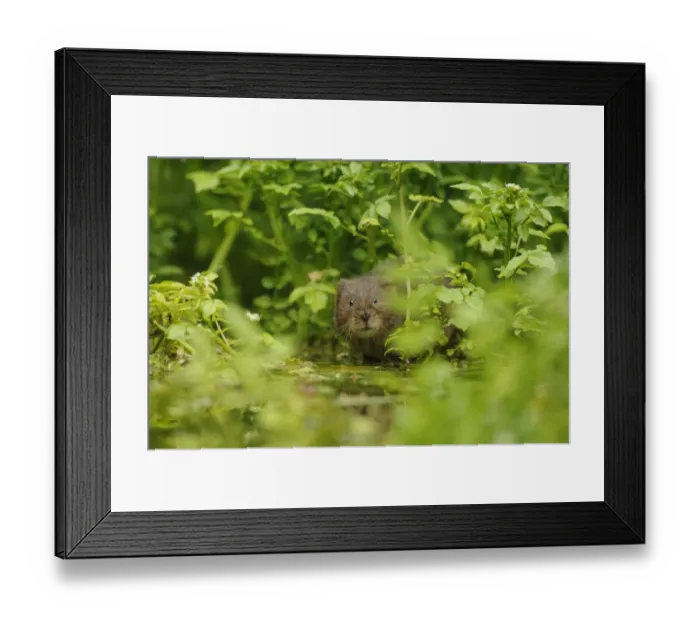 Framed Print : Water Vole (Arvicola amphibius / terrestris) foraging by water. Kent, UK, August Framed Print : Water Vole (Arvicola amphibius / terrestris) foraging by water. Kent, UK, August