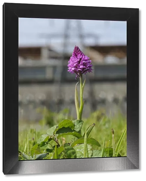 Pyramidal Orchid (Anacamptis pyramidalis), on brownfield site being prepared for development