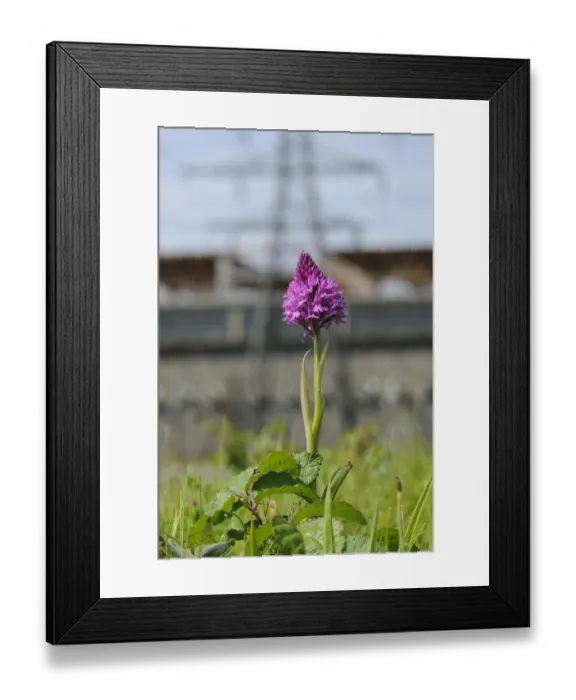 Framed Print : Pyramidal Orchid (Anacamptis pyramidalis), on brownfield site being prepared for development Framed Print : Pyramidal Orchid (Anacamptis pyramidalis), on brownfield site being prepared for development