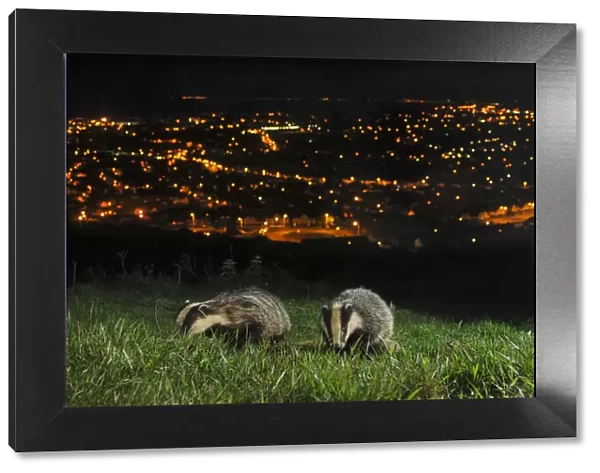 European Badgers (Meles meles) adult and juvenile on the North Downs above Folkestone, Kent, UK