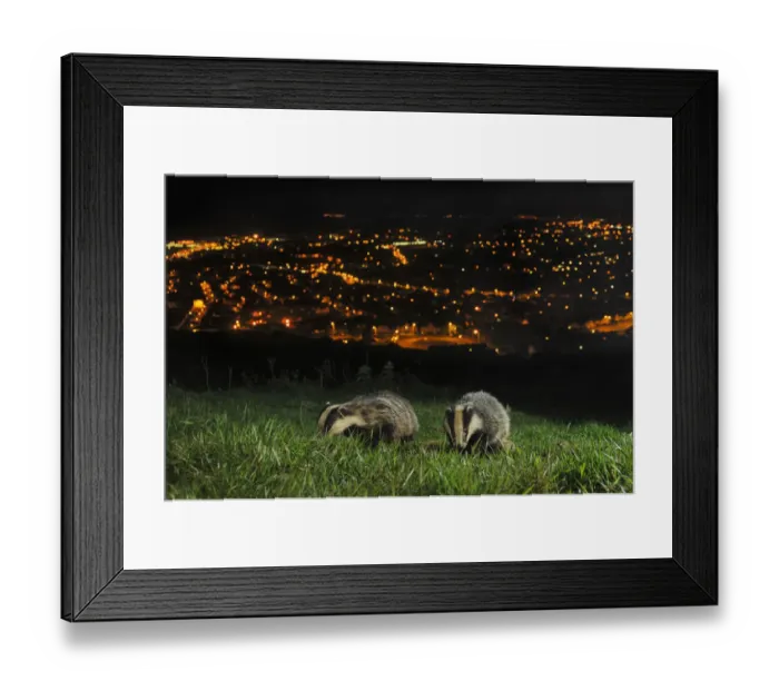 Framed Print : European Badgers (Meles meles) adult and juvenile on the North Downs above Folkestone, Kent, UK Framed Print : European Badgers (Meles meles) adult and juvenile on the North Downs above Folkestone, Kent, UK