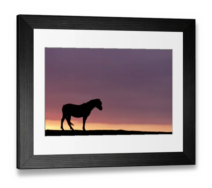 Framed Print : Silhouetted Dartmoor pony (Equus caballus) at sunrise, Combestone Tor, Dartmoor National Park Framed Print : Silhouetted Dartmoor pony (Equus caballus) at sunrise, Combestone Tor, Dartmoor National Park
