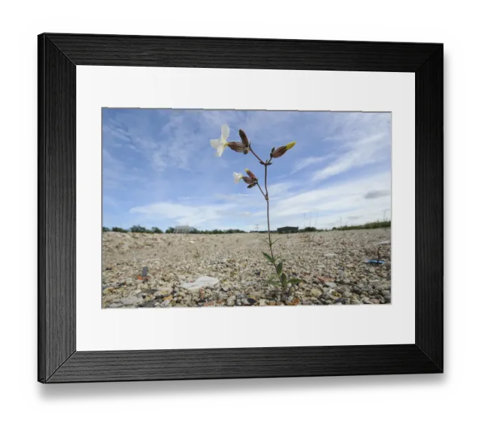 Framed Print : White campion (Silene latifolia) growing on brownfield site scheduled for development Framed Print : White campion (Silene latifolia) growing on brownfield site scheduled for development