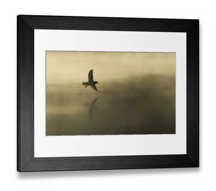 Framed Print : Common sandpiper (Actitis hypoleucos) adult in flight over misty loch at dawn