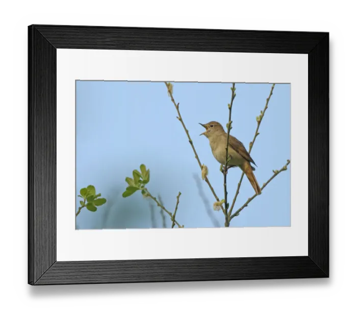 Framed Print : Common nightingale (Luscinia megarhynchos) adult perched, singing, Cambridgeshire, UK, April
