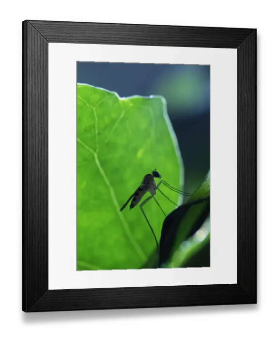 Framed Print : A Long-legged fly (Neurigona quadrifasciata) rarely recorded in the UK, found during Framed Print : A Long-legged fly (Neurigona quadrifasciata) rarely recorded in the UK, found during