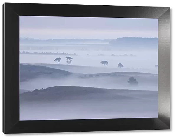 View over New Forest lowland in mist at dawn. Vereley Hill, Burley, New Forest National Park